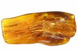 Fossil Fly (Diptera) In Baltic Amber #139031-1